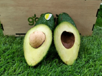 Avocrazy