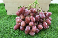 Sparkle Red Seedless Grapes