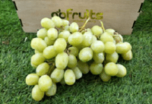 Sugar Crunch Green Seedless Grapes